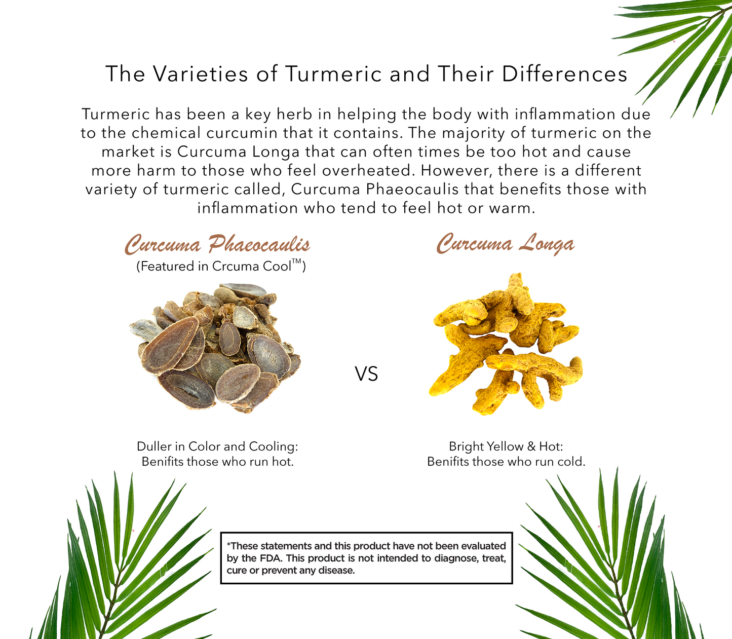 Curcuma Cool™ (Tincture)-A Cooling Variety of Turmeric Serums Herbal